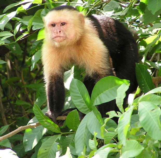 1024px-Capuchin_Costa_Rica